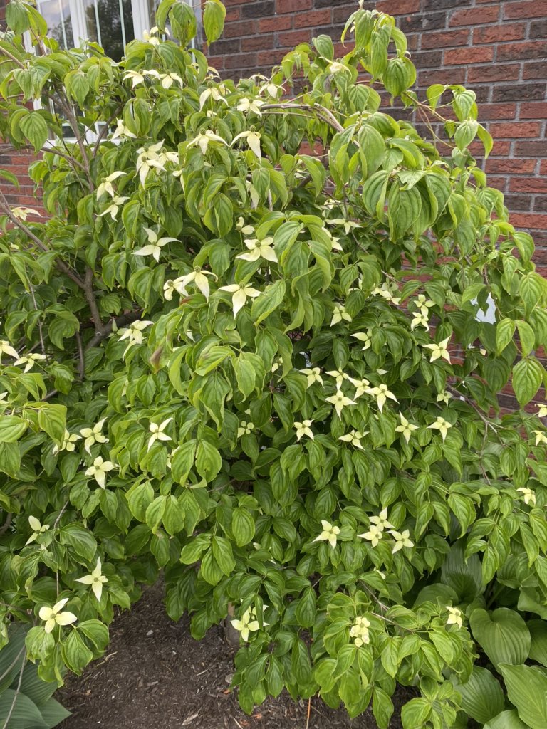 #FlowerReport #springintheheartland