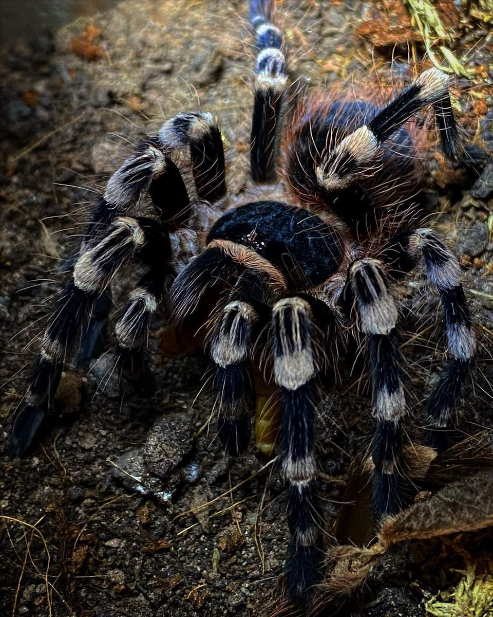 Are you letting this guy crawl up your arm? 
Pic: @brittain.jon

#tarantula #petspider #spiders
