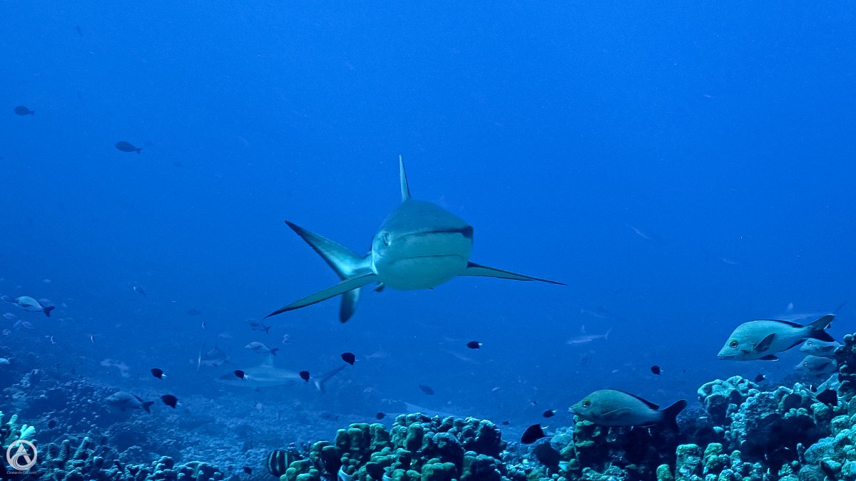 GiselleHoliday's tweet photo. Stuff we see.  Gray Reef Shark, Fakarava  

#JollyHolidaySailing #bicolorchromis #chromis #Fakarava #FrenchPolynesia #GaruaePass #grayreefshark #greyreefshark #humpbacksnapper #scubadiving #sharks #snapper #SouthPacific #Tuamotus https://t.co/CcCht6MC0s