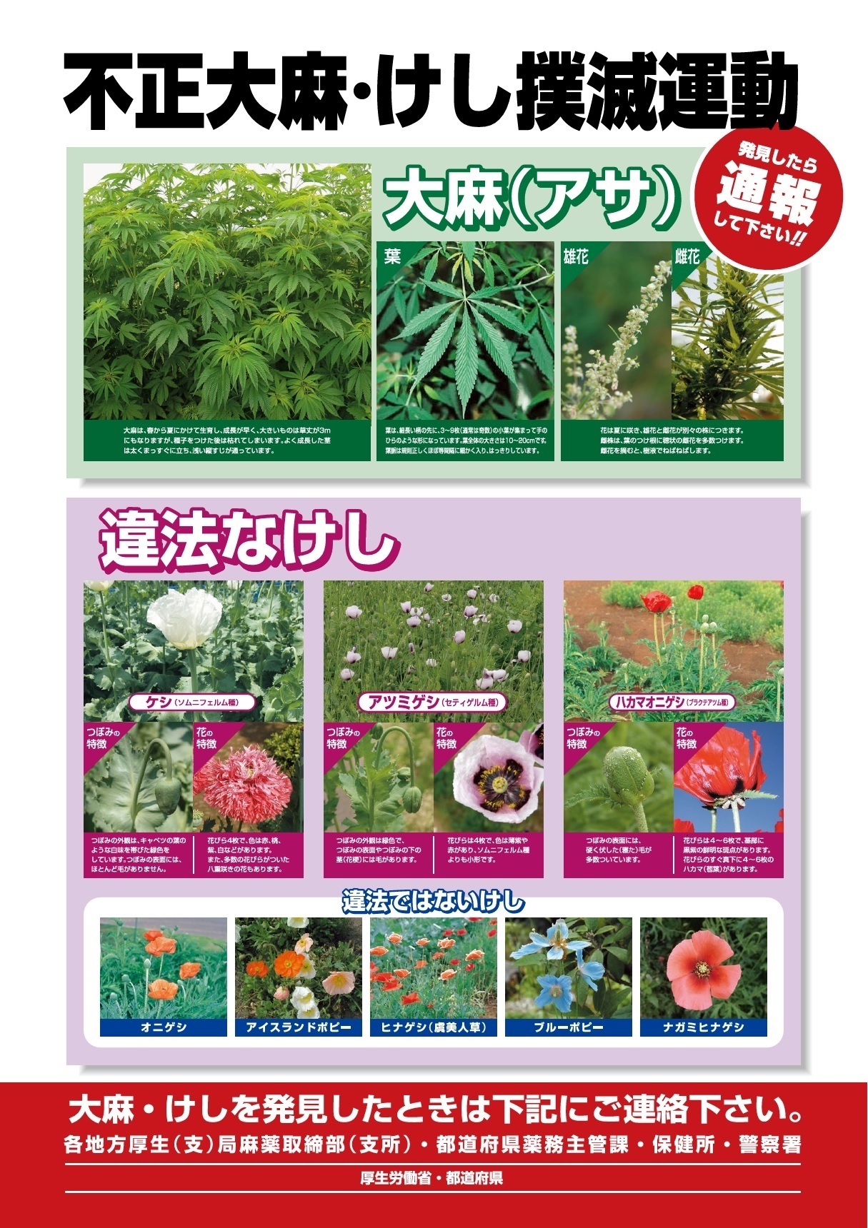 厚生労働省 不正大麻 けし撲滅運動 実施中 5月 6月は 不正栽培や犯罪予防の 観点から 各地に自生している 大麻 や けし を撲滅するため 大麻やけしの発見と除去 正しい知識の普及 啓発活動を実施しています 大麻 けし 詳しくはこちら