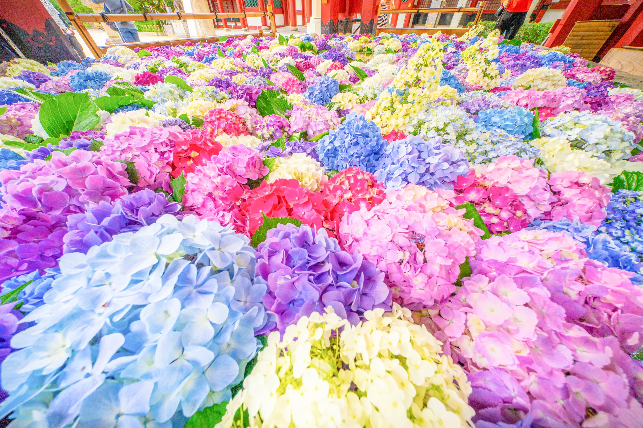 Ramumi8 今年の太宰府天満宮の花手水は手水舎から こぼれ落ちそうな程の紫陽花 Ramumi8 今年の太宰府天満宮の花手水は手水舎から こぼれ落ちそうな程の紫陽花