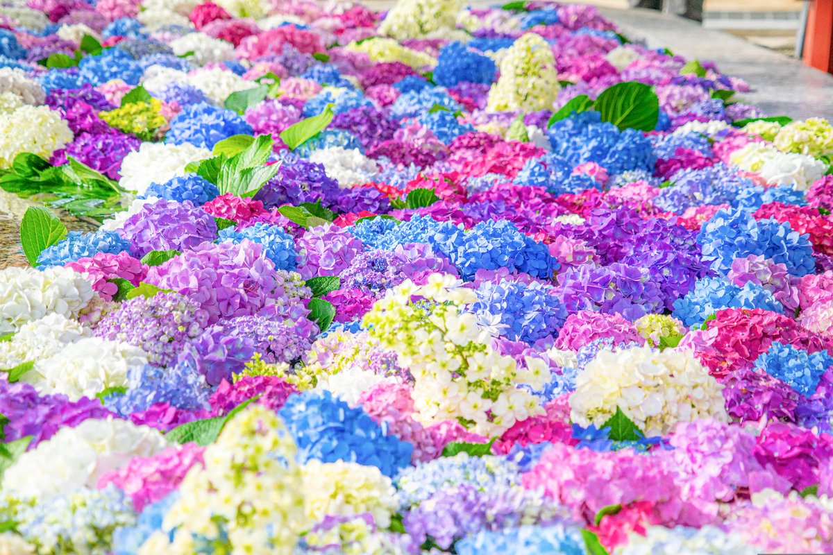 Ramumi8 今年の太宰府天満宮の花手水は手水舎から こぼれ落ちそうな程の紫陽花 Ramumi8 今年の太宰府天満宮の花手水は手水舎から こぼれ落ちそうな程の紫陽花