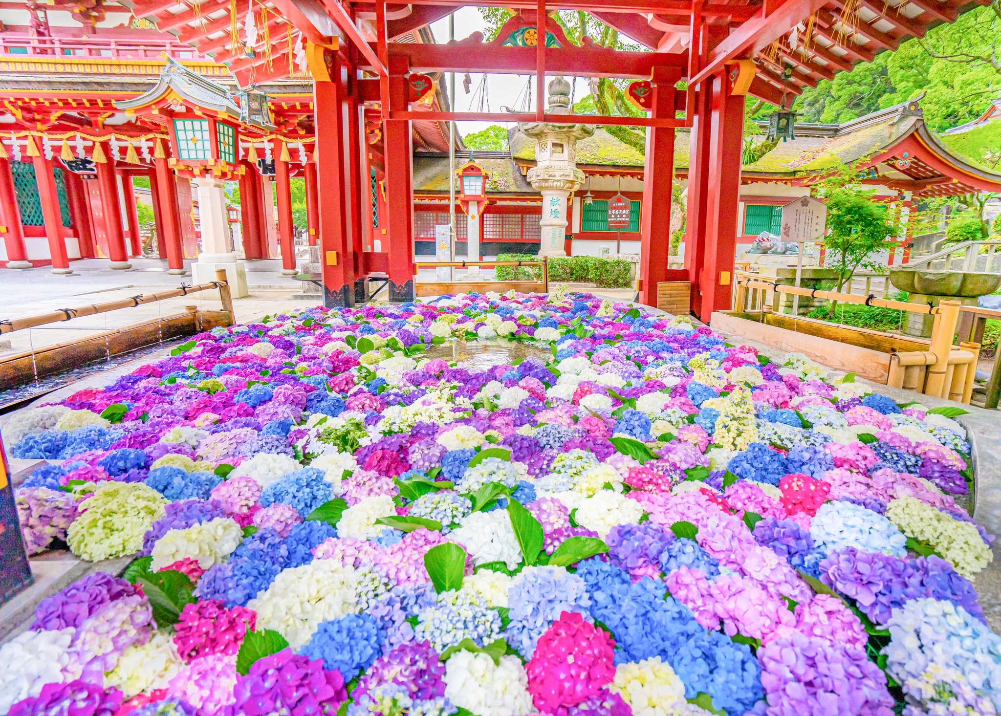 Ramumi8 今年の太宰府天満宮の花手水は手水舎から こぼれ落ちそうな程の紫陽花 Ramumi8 今年の太宰府天満宮の花手水は手水舎から こぼれ落ちそうな程の紫陽花