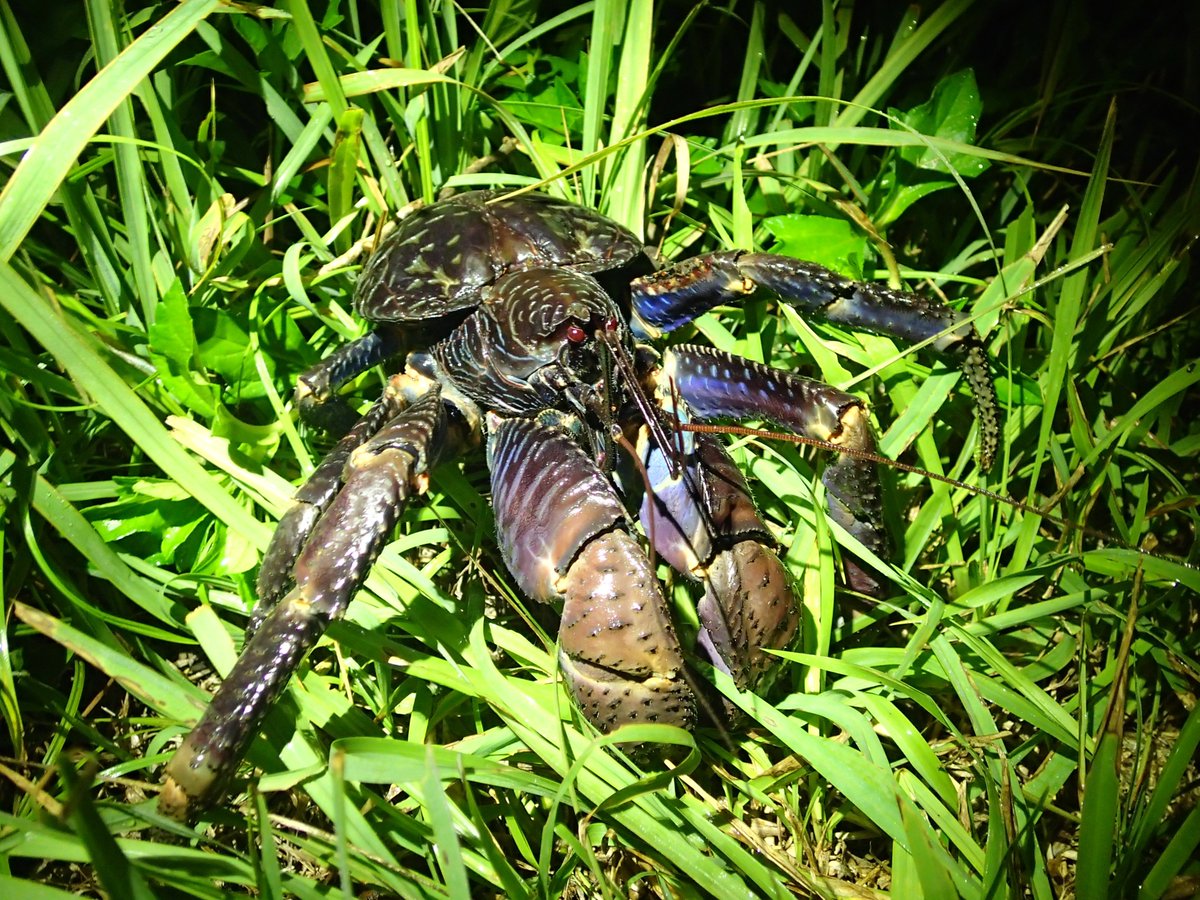 生物界最強級 ヤシガニのハサミの硬さは 鋼鉄 並み Twitter