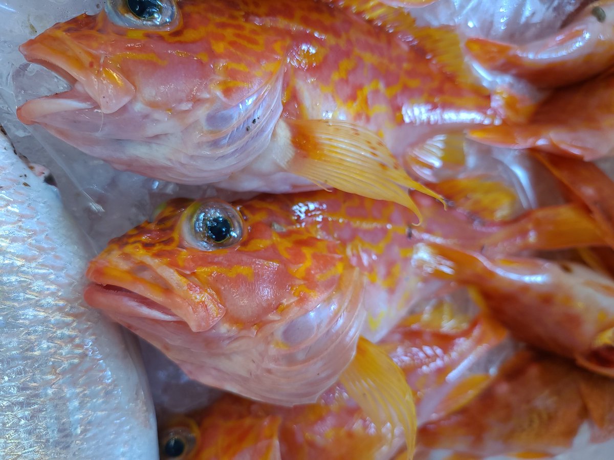 白イカ Hashtag Posts And Instagram Pictures And Videos Exblora Com