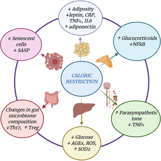 WashU_MSCenter's tweet photo. You are what you #eat!  We have published a review of  #Dietary Restriction effects on #Neuroinflammation.  @JExpMed @LuigiFontana22 @LauraGhezzi10   @AnneHCross1 @LauraPiccio @WashU_MSCenter https://t.co/4HUxGE5Rle @NMSSMI @WashUNeurology @WUSTLmed https://t.co/FicLCtwd1r
