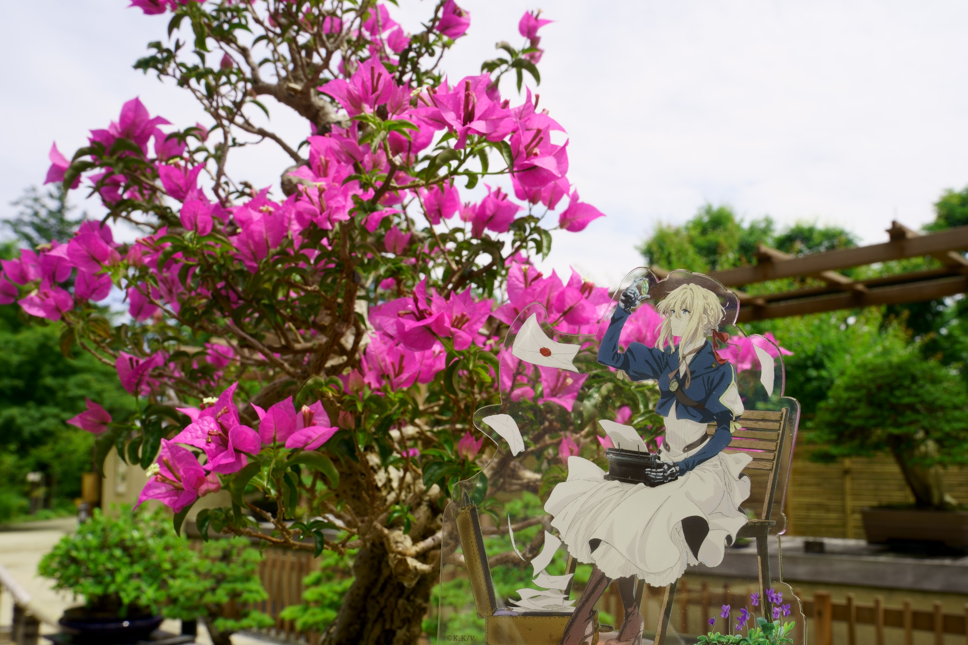 ブーゲンビリアの盆栽 昭和記念公園 初雪草とヤドカリ あるいは