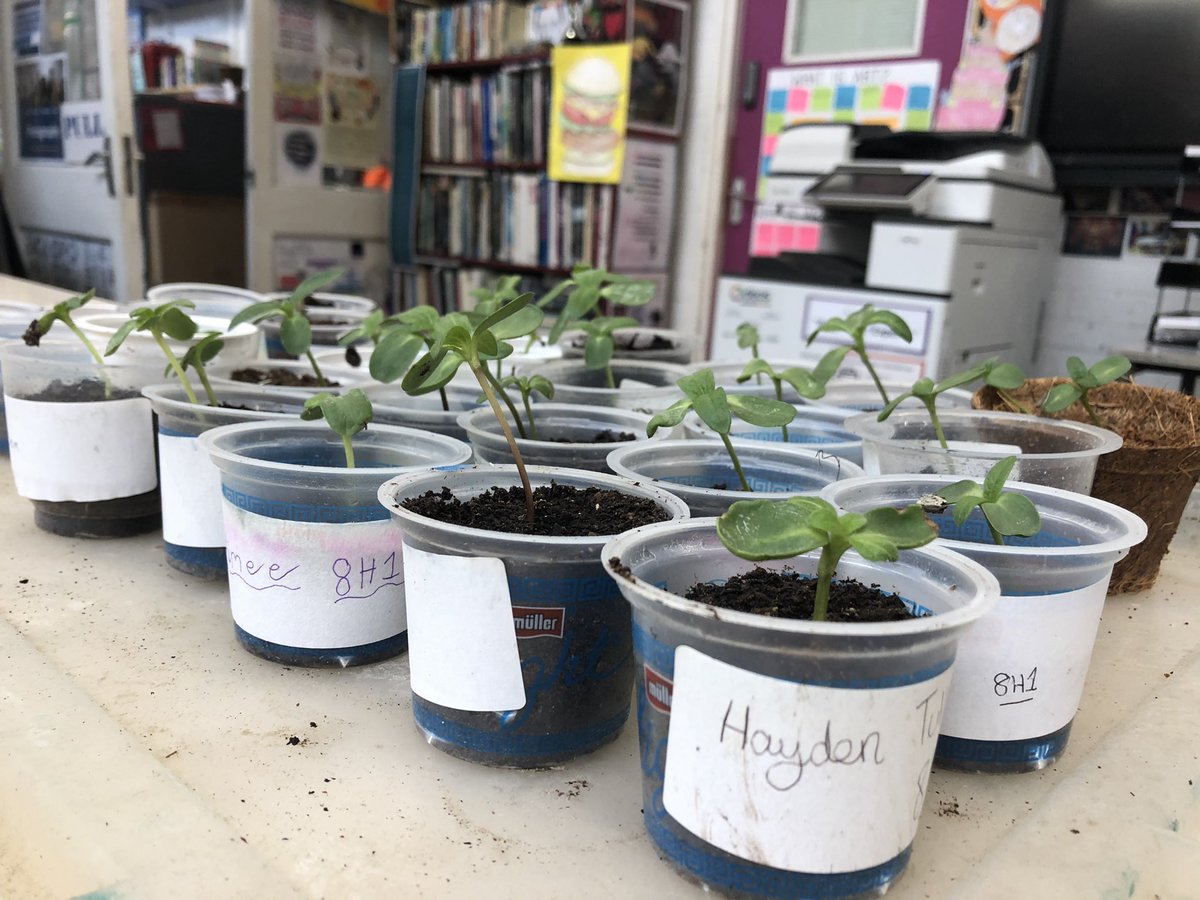 cams_creative's tweet photo. @MissRCams looky look π at our sunflowers #tutorcompetition #timetorepot https://t.co/fnVPZfKCnF
