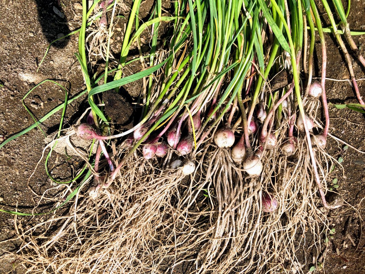 ピンクにんにく