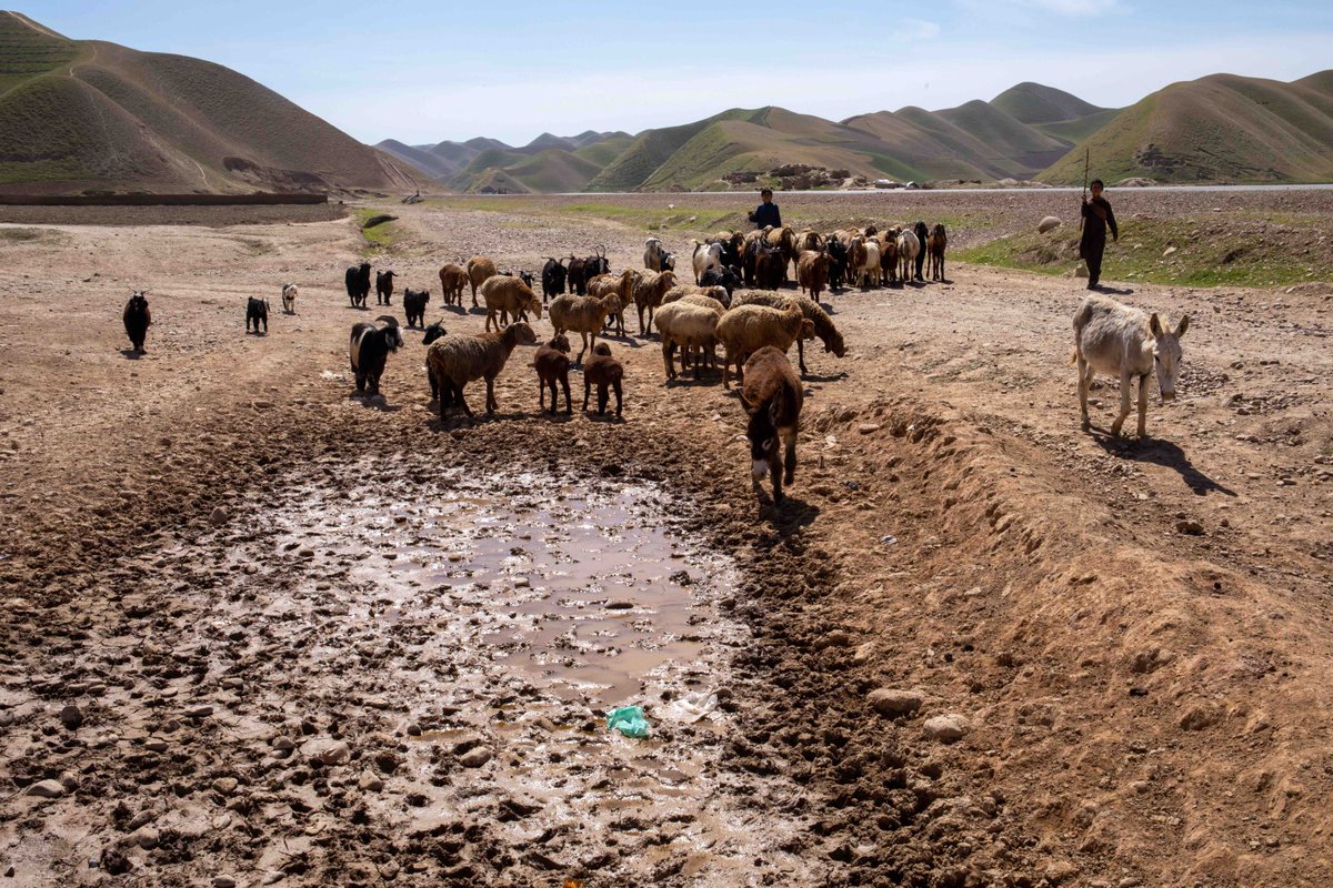 EnayatAzad's tweet photo. #BRIEFINGNOTE: As Afghanistan faces yet another season of uncertainty, a potential disaster looms. 

Amidst worsening conflict and the ongoing adverse impacts of the #Covid_19 pandemic, #Afghanistan may also be headed for another drought.
https://t.co/Uq2A7UZklq https://t.co/dAjqbeLBS1