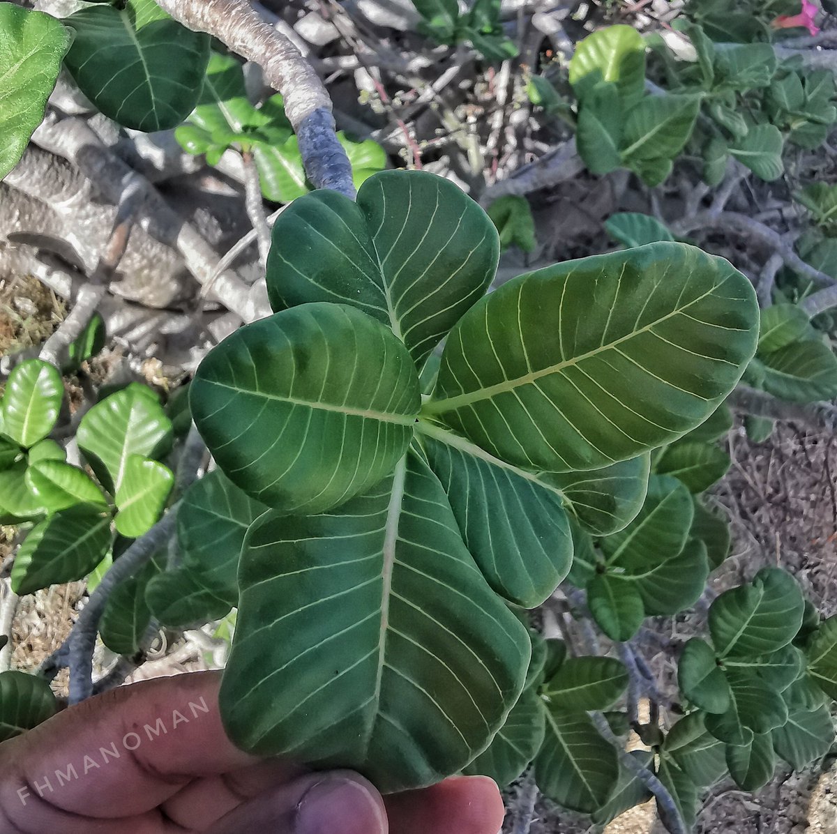 fhmanoman's tweet photo. #العدنة، #ادينيوم، #اسفَيْد، سَيْفد، وردة الصحراء #Adenium_obesum #محافظة_ظفار قديما لف هذا النبات الغموض و الريبة بسبب سميته وكان الاهالي يعتقدون بان الافاعي تستقي سماً منه، وكانو يرتدون قطعة من حديد و يرتلون آيات من القرآن اذا ارادو جمع عصارته للاستخدامات الطبية. https://t.co/tyMIKcE5Pn