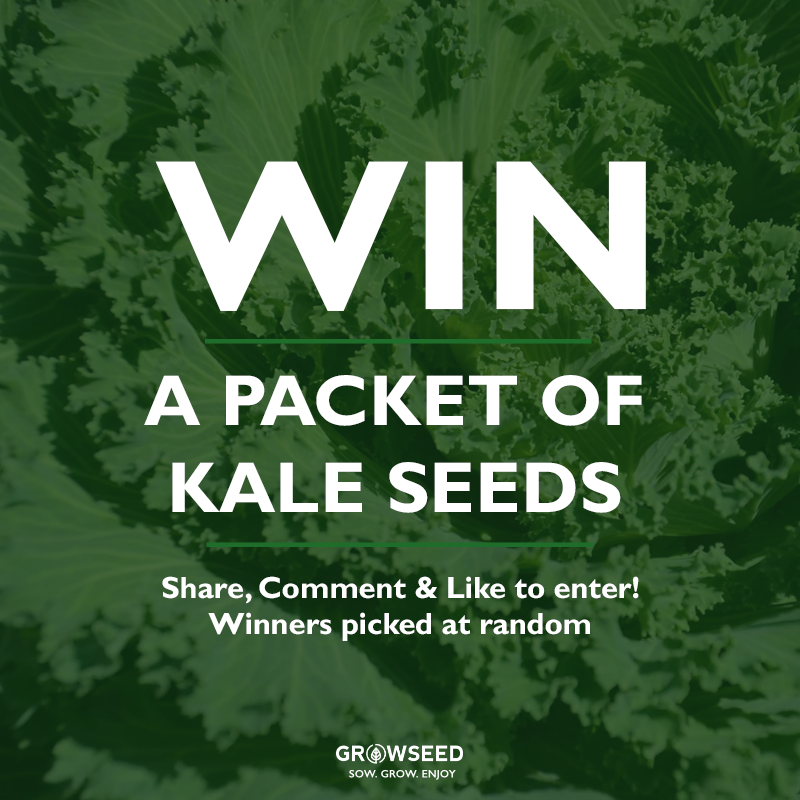 growseeduk's tweet photo. 🥗 WIN A PACKET OF KALE SEEDS!

To enter:
- Like &amp; Retweet
- Follow us @growseeduk 

🌿 Competitions will be ran every 2 weeks. Winners announced every Friday!

#competition #giveaway #growseed #gardening #allotment #allotmentuk #vegetables #plants #growyourown #gyo #home https://t.co/EQu5IwcmNC