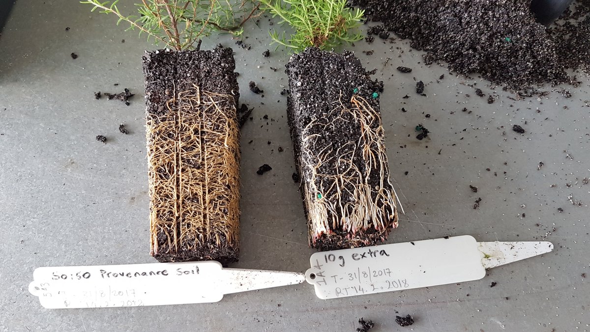 Propagating endangered plants in home soil inoculated mix may increase #reintroduction or #translocation flowering, a kin to fertilisation.  

A simple method to trial for #plantconservation

1st paper= DONE! Thanks @ooist7 @UNSWScience @HornsbyCouncil 
#ThreatenedSpecies