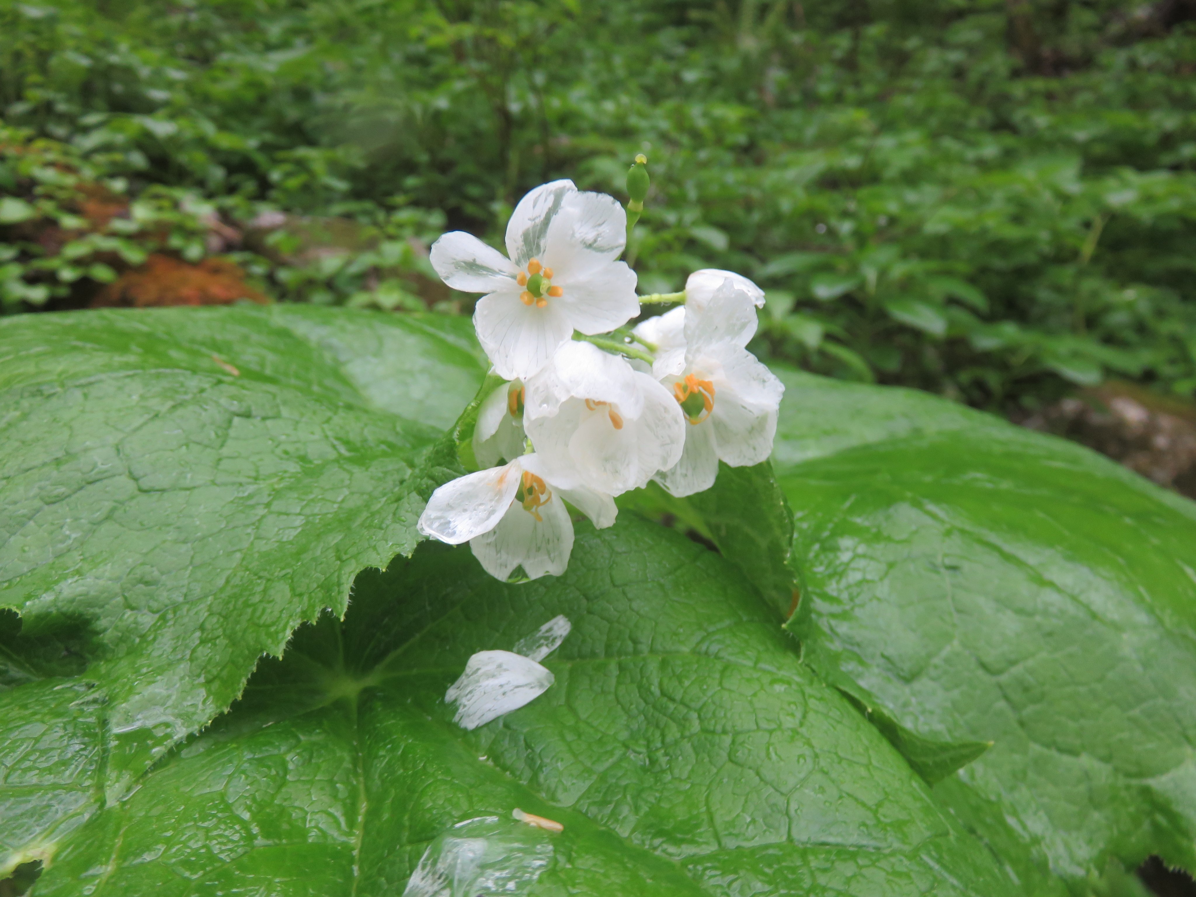 ネイチャーガイド ファイブセンス 上高地 雨にぬれると花びらが透明になる花 として有名な サンカヨウ 山荷葉 実はけっこうタイミングが難しくて 散る直前くらいの花びらでよく見られます 当然 そのまま雨で散ってしまうことも多く この日 6月4