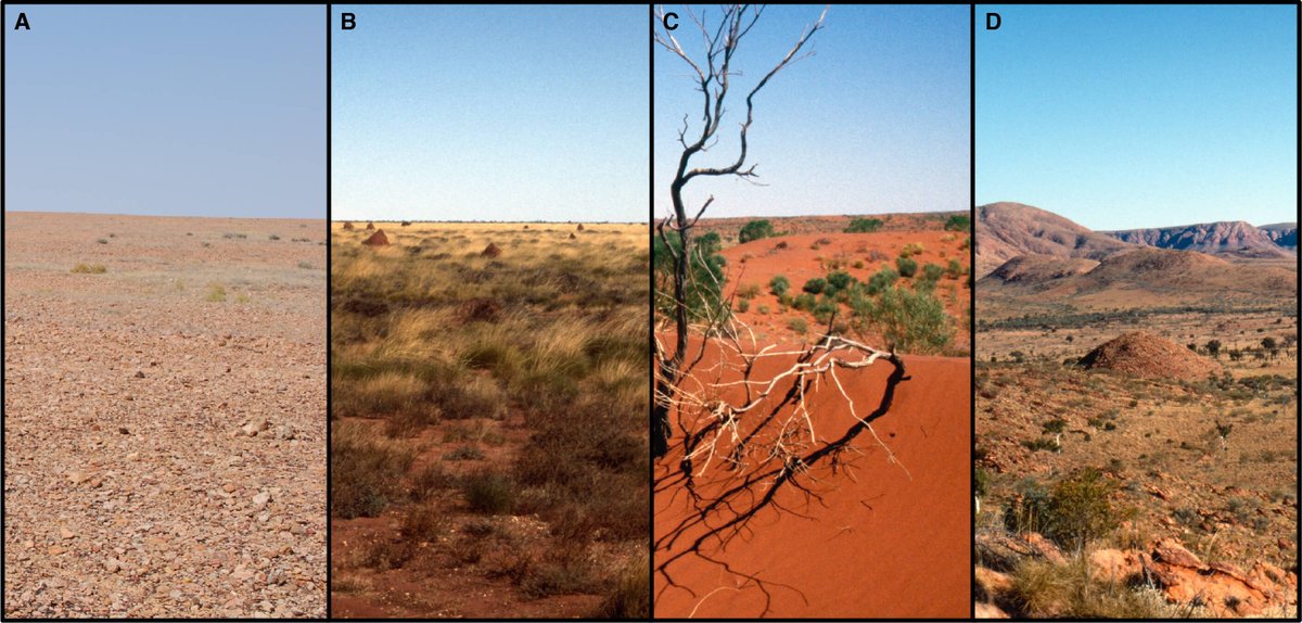 environmentinst's tweet photo. Satellite imaging offers new insights of Western Desert ecology & precontact Aboriginal land use
https://t.co/Yvk0OiXdjk
@W_Boone_Law @UniAdelSciences @UniofAdelaide @AusSMC @SpatialPoints @ClairePeddie #AdelaideResearch #EarthObservation #ecologicalmodel #AustralianArchaeology https://t.co/jZpGPWP2IZ
