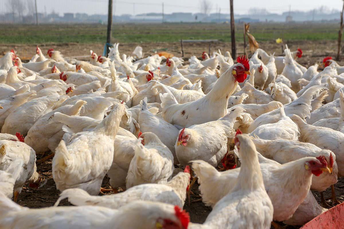 First human case of H10N3 bird flu strain reported in China bit.ly/2THG9uZ