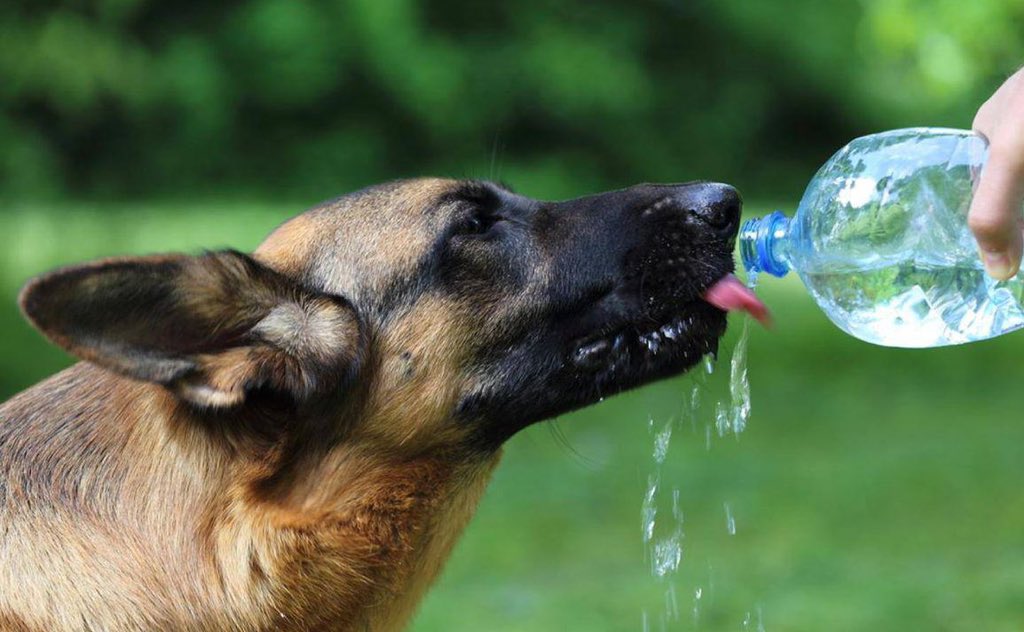 Imagen de una persona dando de beber agua a un perro, utilizando una botella de plástico