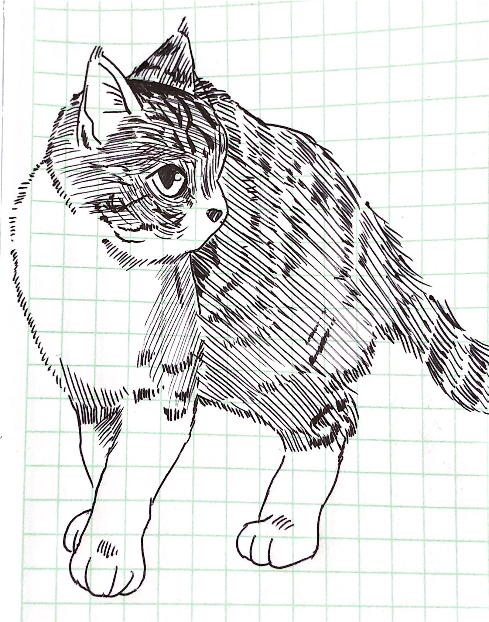 تويتر Kazoo Manga Sいらすと على تويتر ボールペンで猫を描いてみた デッサン イラスト 猫大好き T Co 5v6efcgzqg