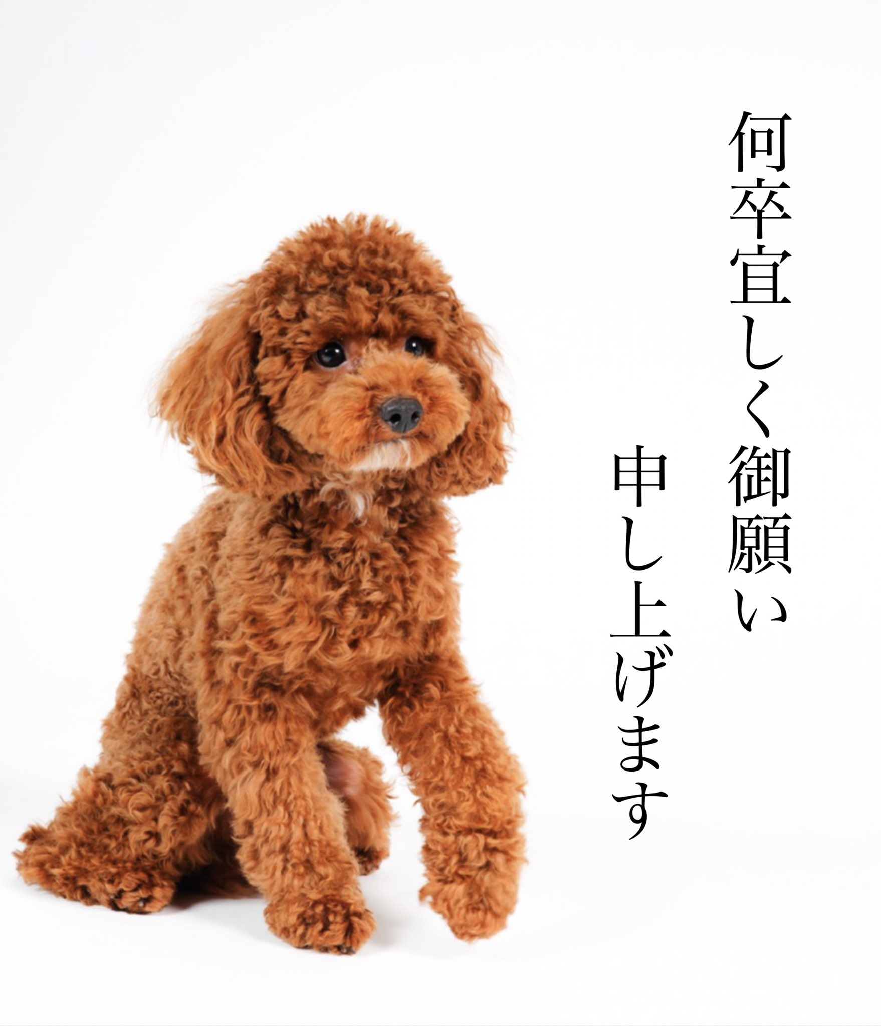 ククル トイプードル Kukuru 0525 Twitter