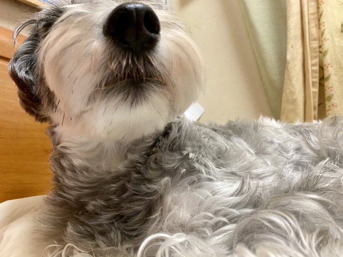 昼寝してたら頭の横にドカッと座られる🐶🐶🐶
ビックリしたー💦

もうちょい寝たいんだけど…
とりあえず、枕返せー! 