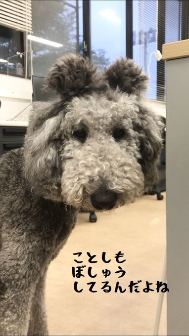 動物のtwitterイラスト検索結果