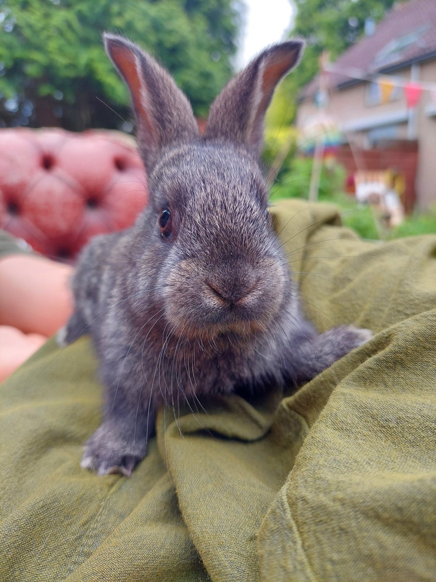 Goedesmorgens lieve #twitter mensjes☀️onze baby's zijn nu 9 weekjes en mogen vleugeltjes gaan spreiden 😍💕 nog 2 baby'tjes zoeken een liefdevol nieuw huisje💜hele mooie #maandag #geniet #loveyouall #LifeIsShortBeHappy #samensterk