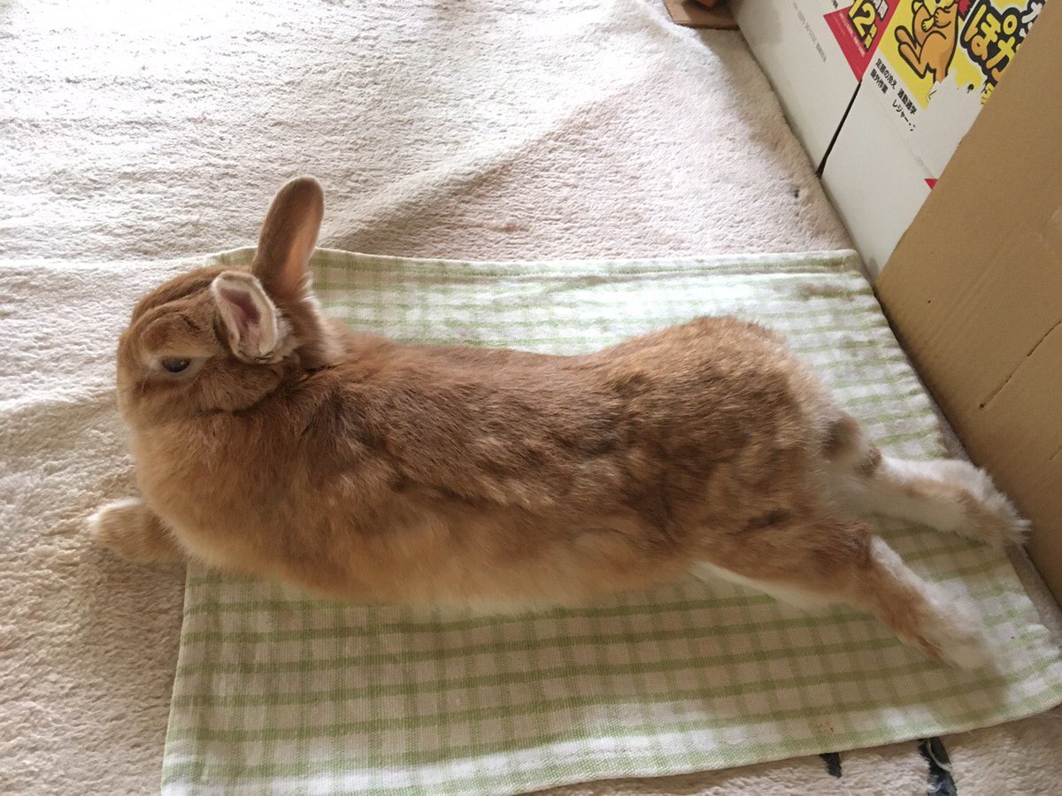 うさぎのルン