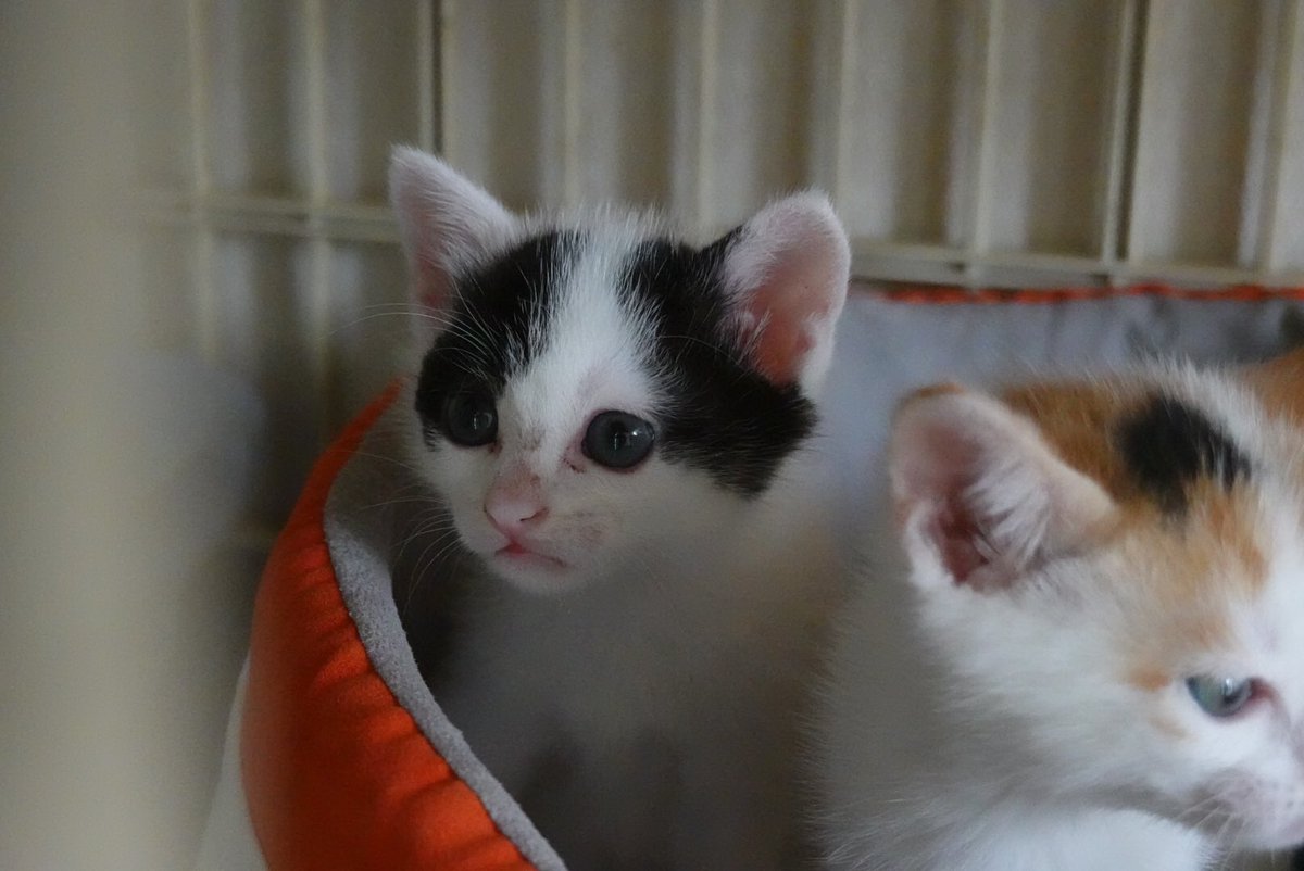 ねこ日和 所沢 Nekobiyori3 Twitter ねこ日和 所沢 Nekobiyori3 Twitter