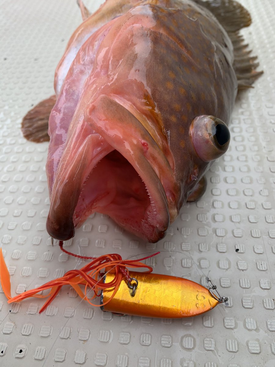 ダミキジャパン公式 Thrun1edldzdoog Twitter