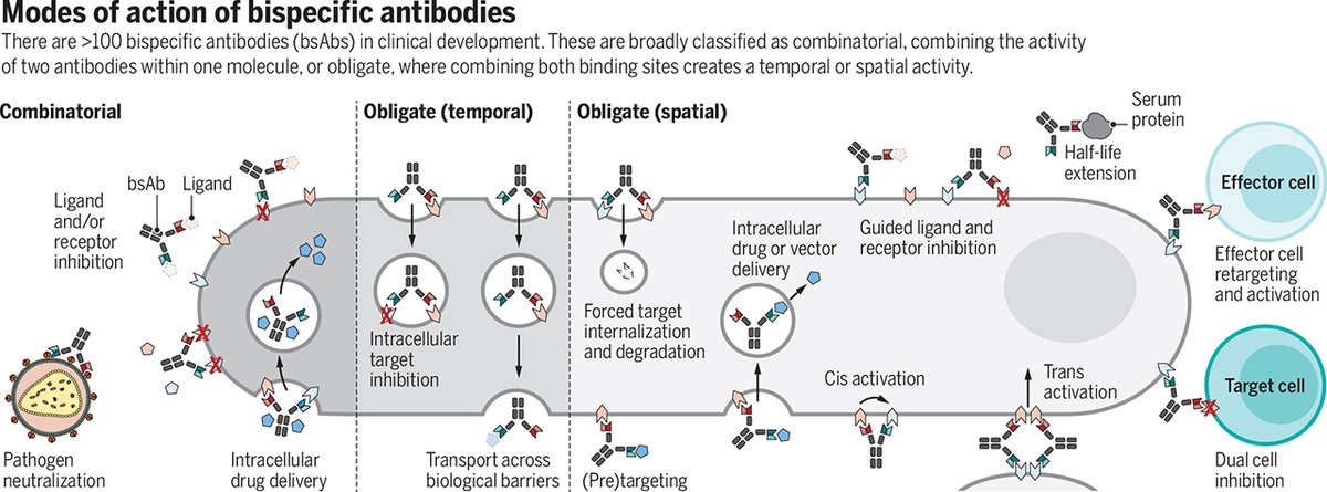 With more than 100 currently in clinical development, bispecific antibodies have emerged as molecules with a multitude of talents. Learn more in a new #SciencePerspective: fcld.ly/5yzuym6