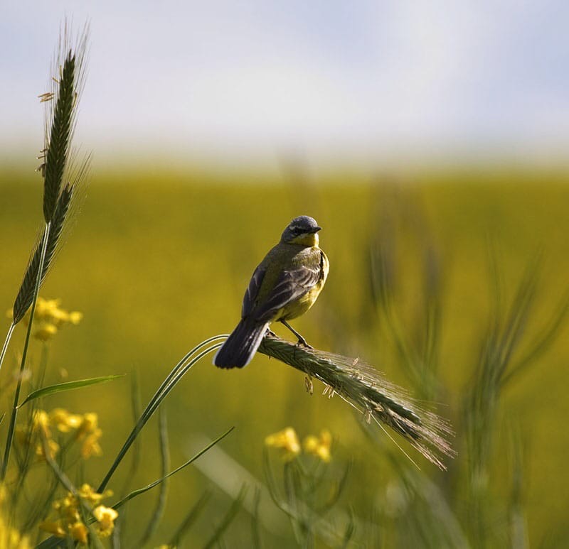 Пшеничная птица. Птицы лугов. Жаворонок в поле. Птица в траве. Птицы на лугу.