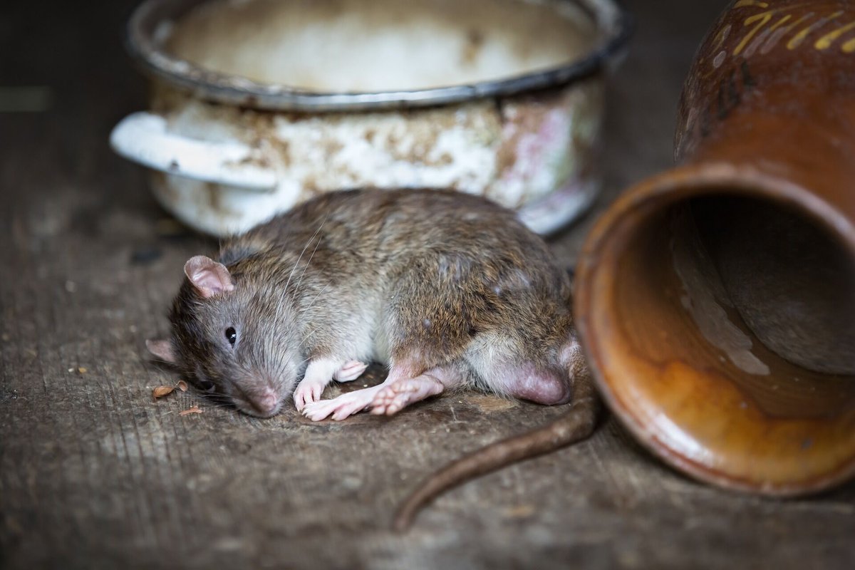 yourlocaltermi1's tweet photo. Winter brings rodents into your home as they desperately seek warmth and food from the cold outside. They will nest in roof voids, sheds, or even in old cabinets. The risks of having these pests are the possible damage to your electrical wiring and food contamination. https://t.co/ZhswTqmMTR
