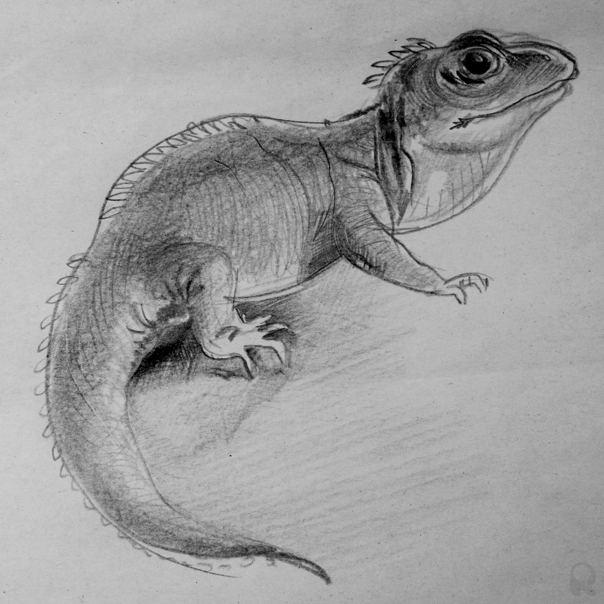 Some reptile sketches by me – Artist Puspendu