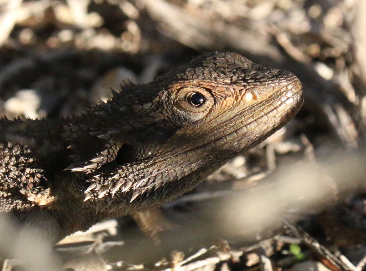 The scrub is inhabited by a healthy number of Abrolhos Dwarf Bearded Dragons (Pogona minor minima), along with a number of other reptile species.