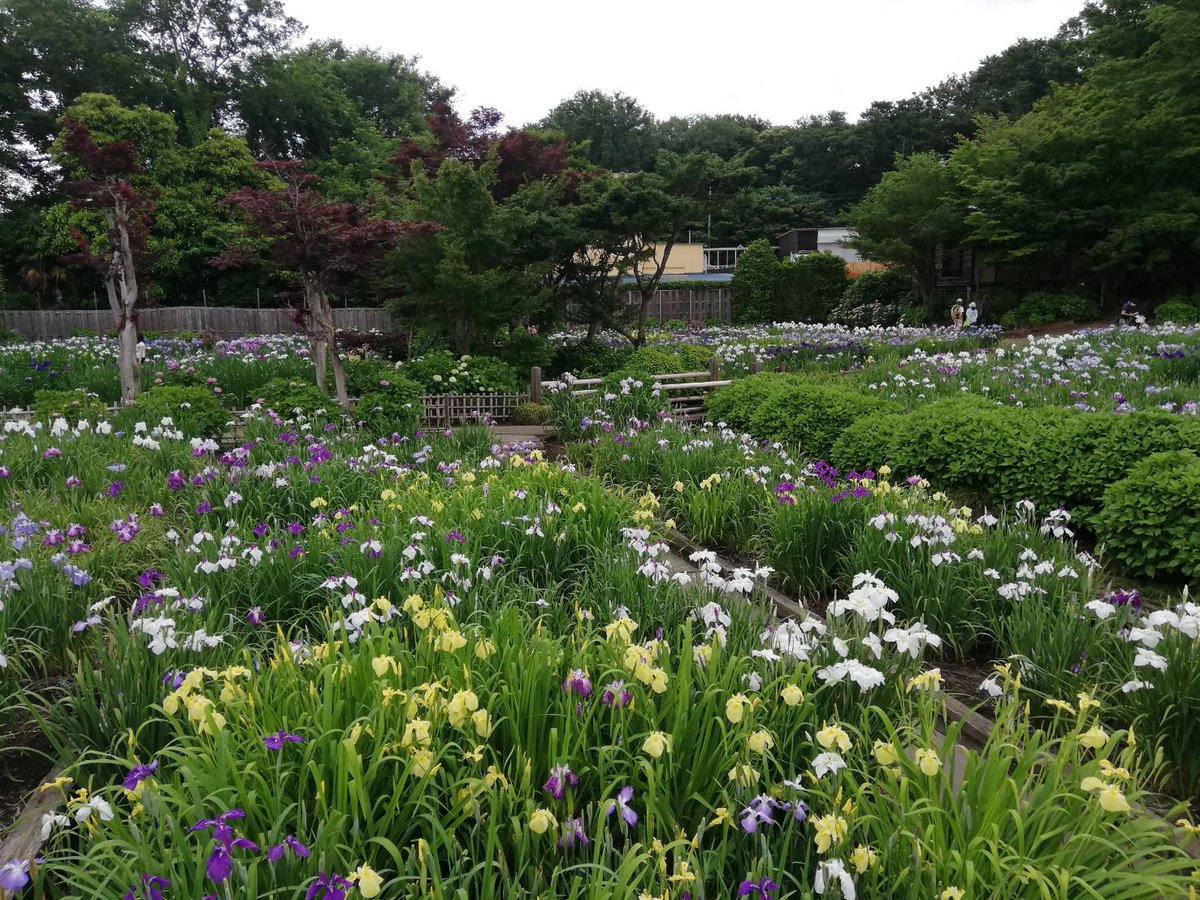 染谷花しょうぶ園 染谷花しょうぶ園