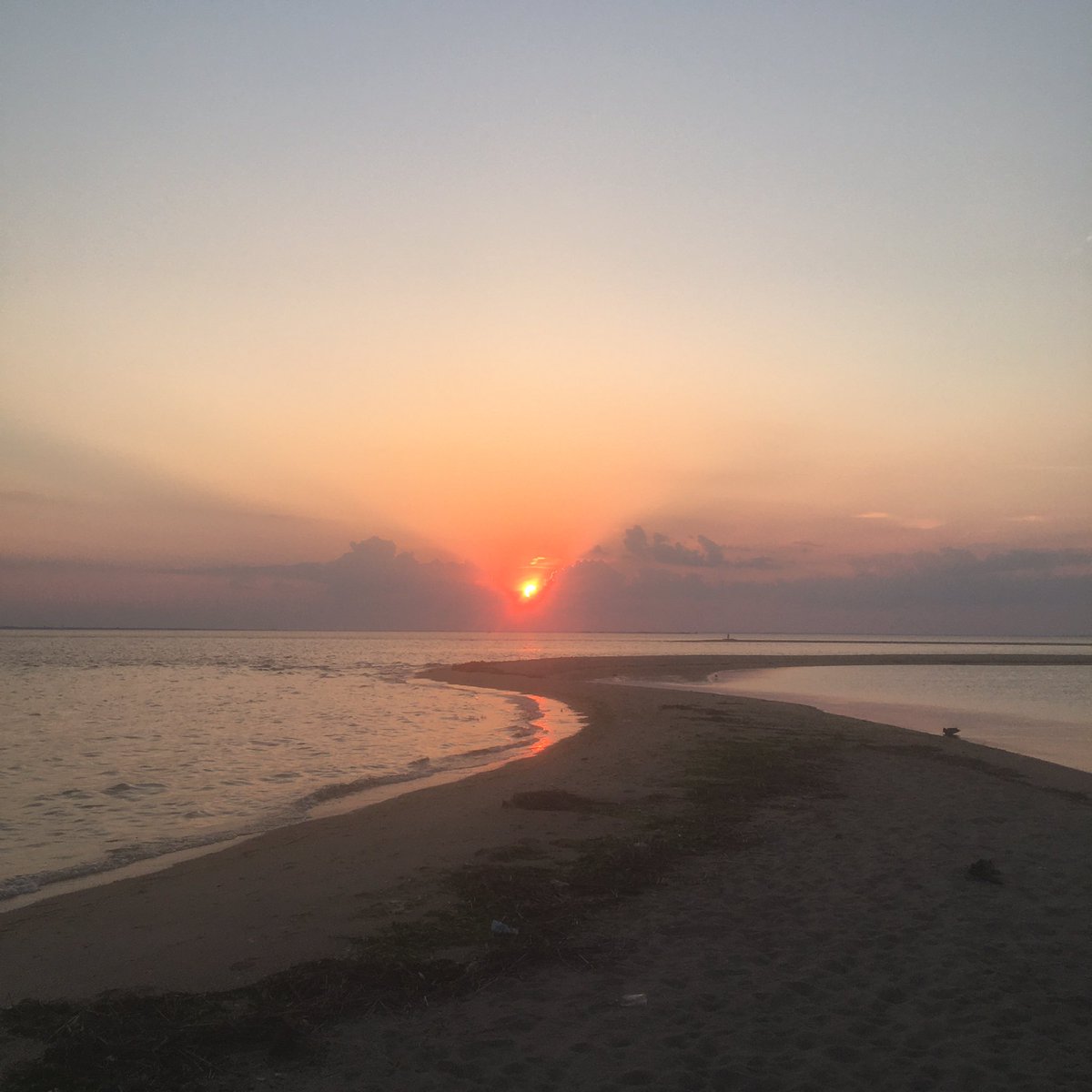 begoña colomar tweet media