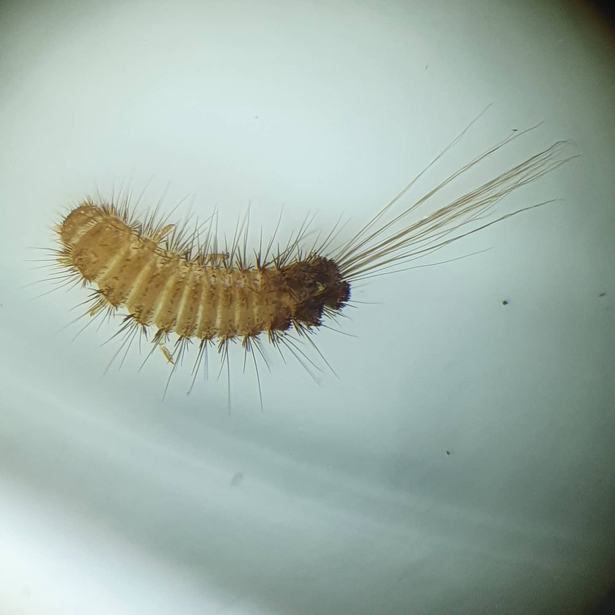 YConservators's tweet photo. Fetch your microscope and turn on the light!
We met the museum pests expert Stephan Biebl and learned a lot about Integrated Pest Management in a #museum.
Guess who is NOT eating your #collection?
#IPM #whatsEatingYourCollection #MicroscopeMonday #museumsschaedlinge https://t.co/EisBneH5dD