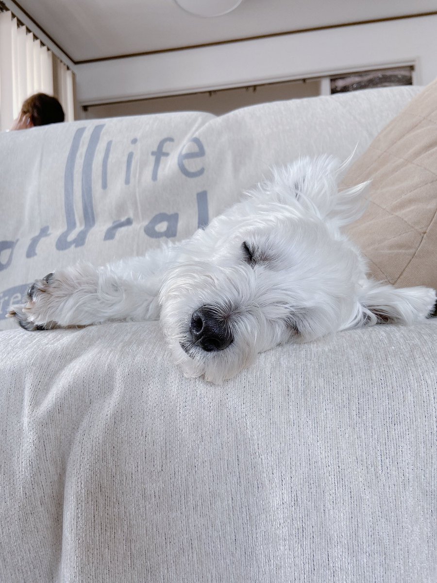 ボー …スヤスヤ🐶(´0`)Zzz…