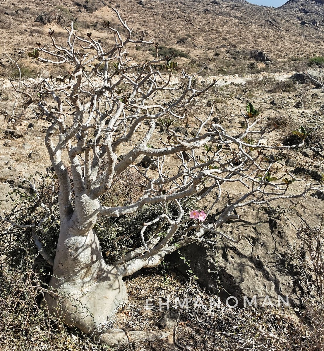 fhmanoman's tweet photo. #العدنة، #ادينيوم، #اسفَيْد، سَيْفد، وردة الصحراء #Adenium_obesum #محافظة_ظفار استخدمت عصارةالنبات طببا وكان الاهالي يجمعون قشرةالنبات فتسحق وتنقع في ماء دافئ ويستخدم المحلول في علاج الاورام والم المفاصل وعلاج ملخ وخلع العظام وعلاج الشلل وألم العصب الوركي واسفل الظهر https://t.co/eokS8OJMqW