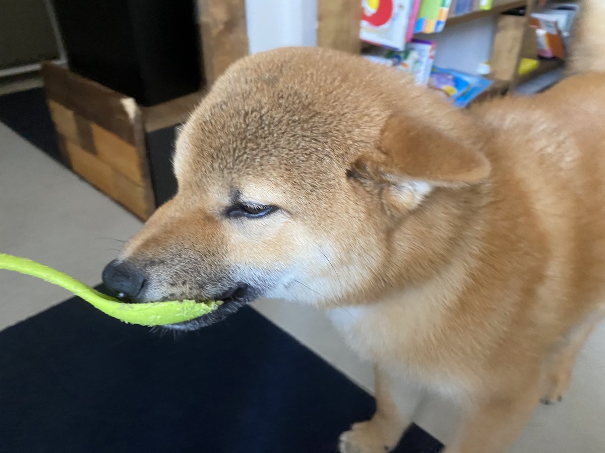 pinoko04680170's tweet photo. 大好きなスプーンをヒコーキ耳で見せてきます(*´罒`*)♥
#柴犬 shiba #僕のお気に入りなのさ https://t.co/iTFlrUaExW