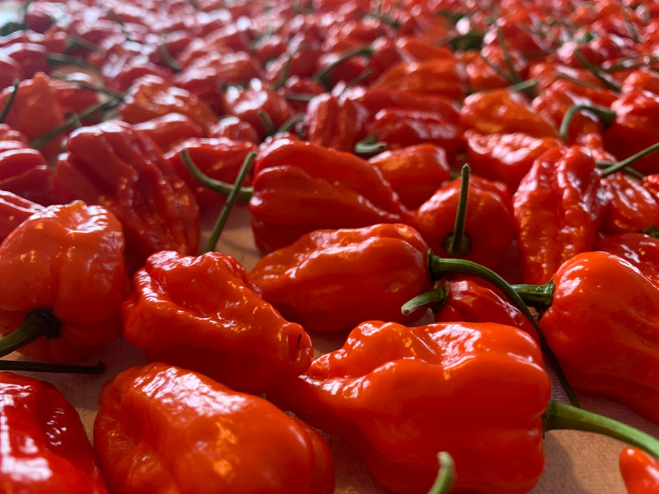 iea_bcp's tweet photo. Did you know that Dorset is home to one of the hottest chillies in the world? 🔥

How hot is it? Well, it measures between 1,000,000 and 1,600,000 on the Scoville scale, which means it can be over 600 times hotter than a jalapeno 🌶️😵

#IEA #studybmth #chilli #naga #dorset https://t.co/SpORSuUV6e