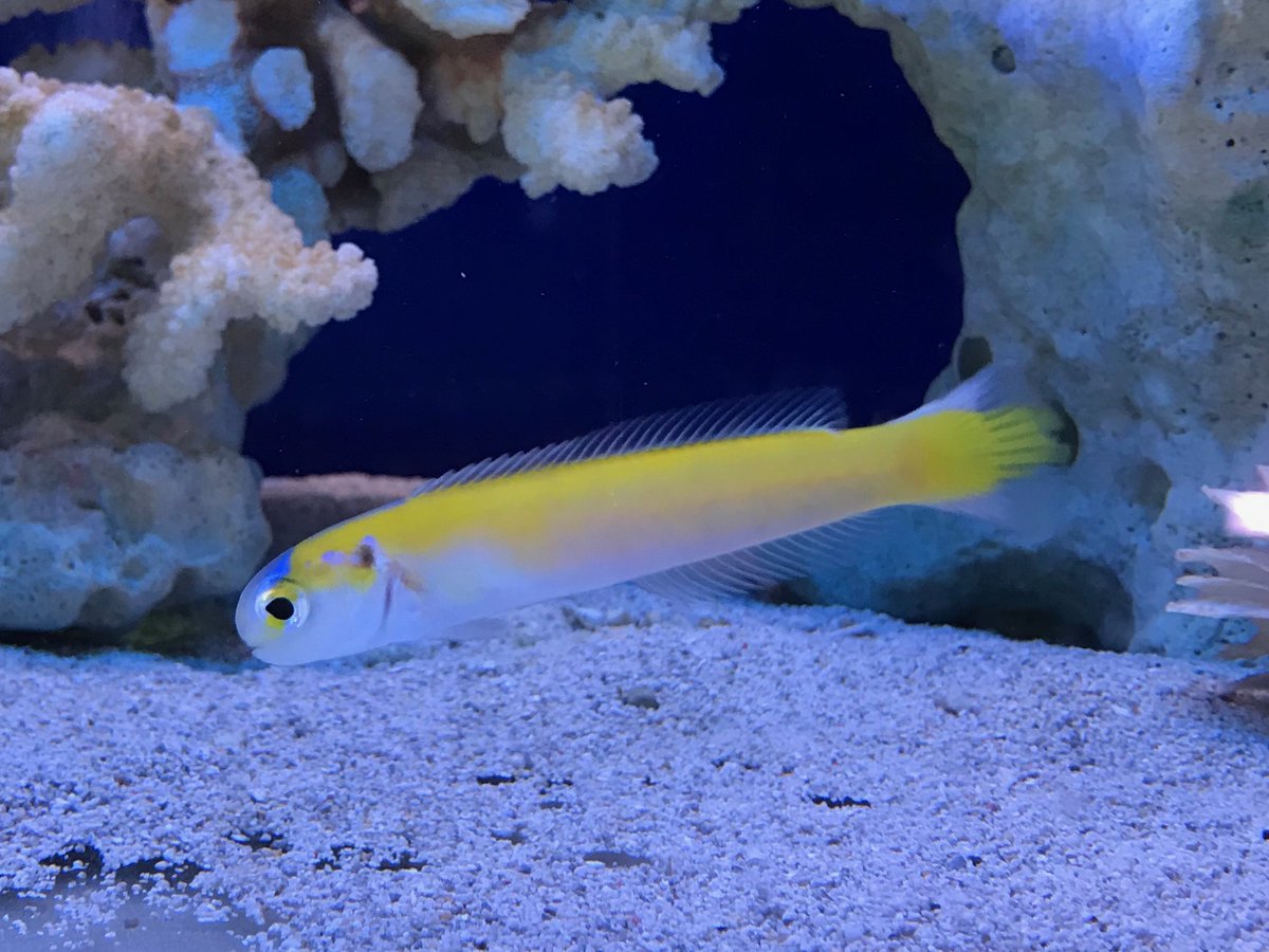 海水魚専門店ひかるアクアリューム Hikaruaqua Twitter 海水魚専門店ひかるアクアリューム Hikaruaqua Twitter