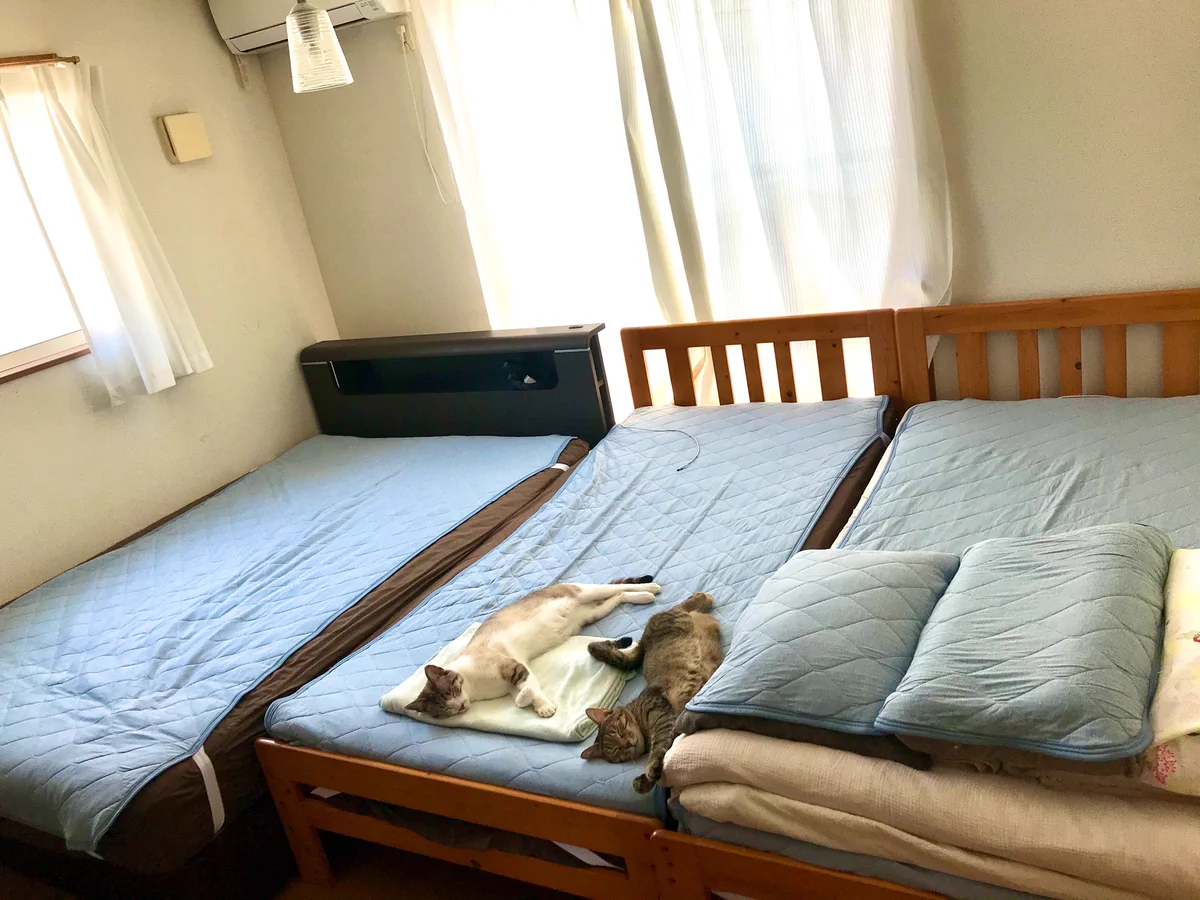 Nクールがひんやりと気持ちいいという事が証明された！猫が集まってくるw