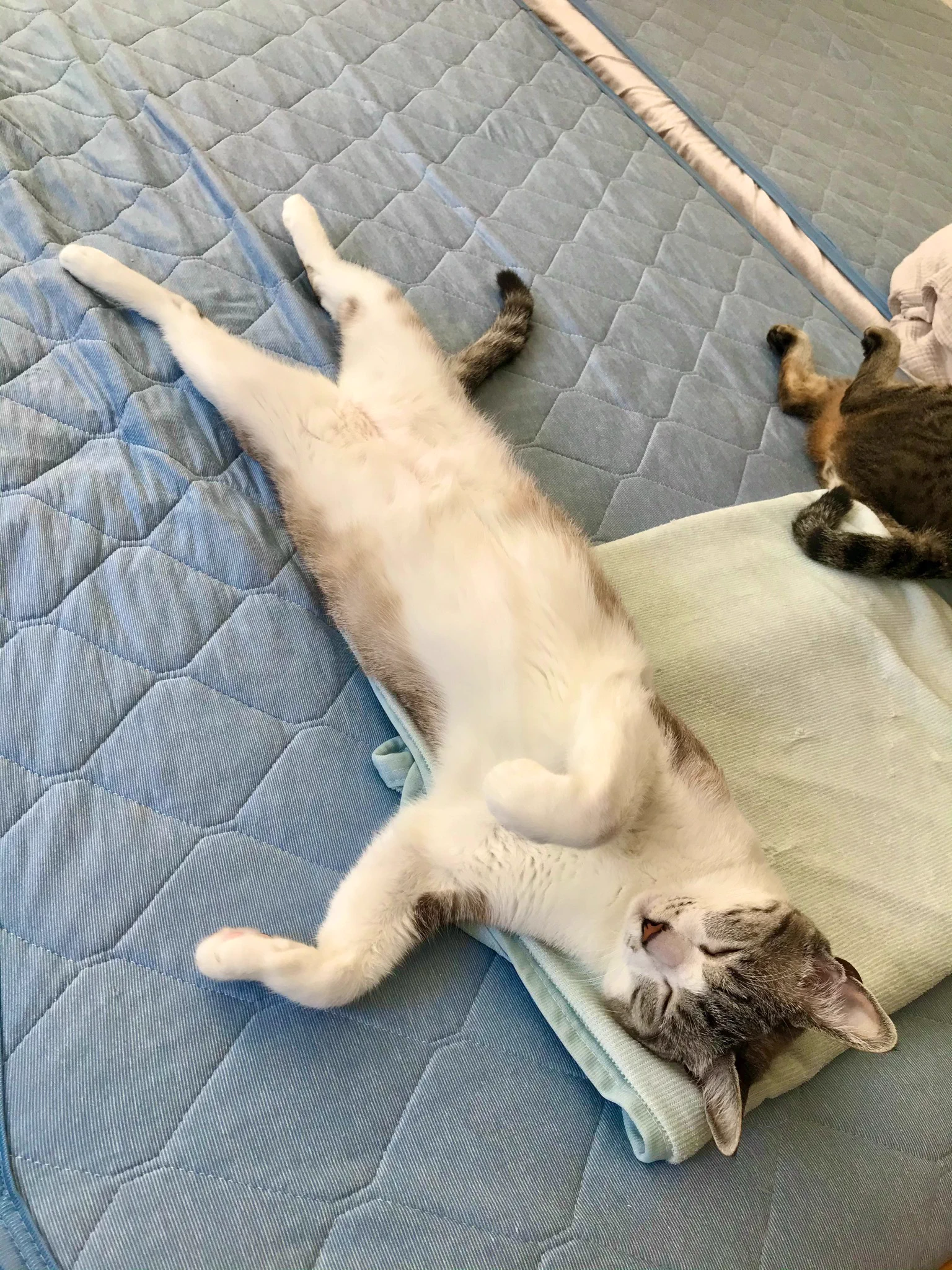 Nクールがひんやりと気持ちいいという事が証明された！猫が集まってくるw