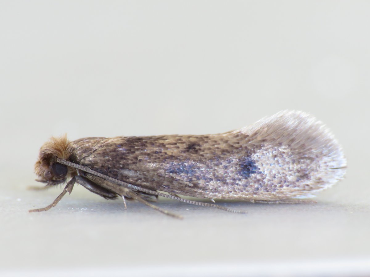 eggboxenvy's tweet photo. Let's hope we left Case-bearing Cloths Moth and Common Clothes Moth on holiday. @heatherldawe has placed her hand knitted jumper in the freezer! #VC45 https://t.co/64uXOXtFjw