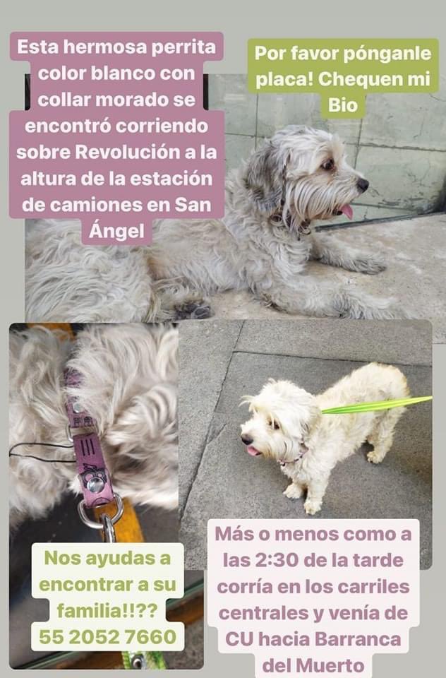 Pata perruna 🐾🐾 tweet media