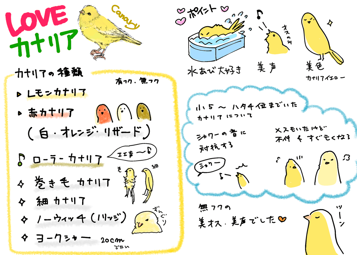 Twoucan Canary の注目ツイート イラスト マンガ コスプレ モデル