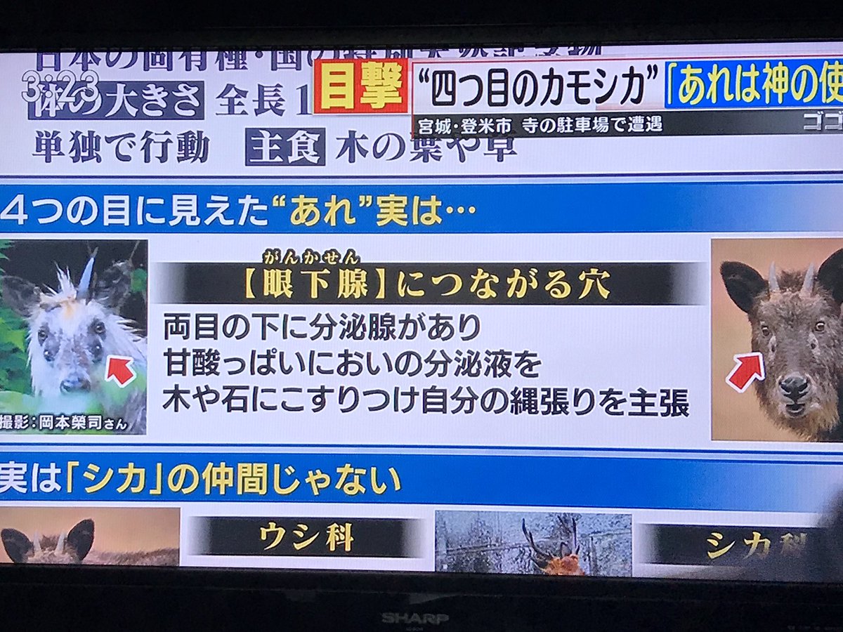 21年6月7日 ゴゴスマで カモシカ が話題に 2ページ目 トレンドアットtv