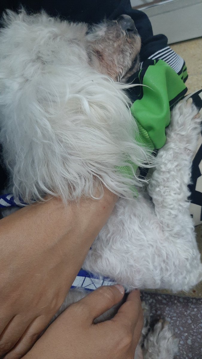 AquinoTicias1's tweet photo. Mándenle FUA a mi compañero perrito, que le dio un ataque convulsivo a estas horas y por aquí andamos en el veterinario. 

El compañero perrito me ha acompañado durante muchos y es de los amores más lindos. https://t.co/ZmENbjNHmc