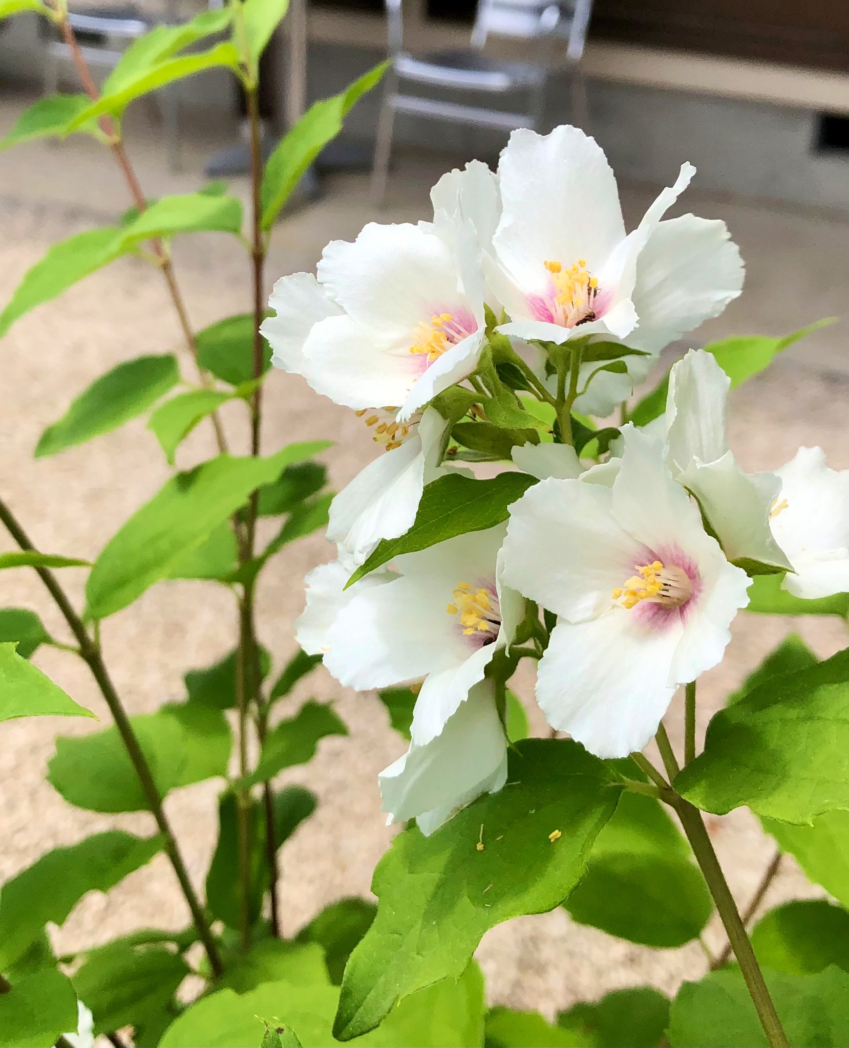 ねもと知美 芯が薄紅色のバイカウツギは甘いオレンジの香り 満開できれい シダ類のような萌黄色の葉っぱを調べたらイワヒバかも 咲きはじめの紫陽花 バイカウツギベルエトワール 梅花空木 イワヒバ 別宅の庭